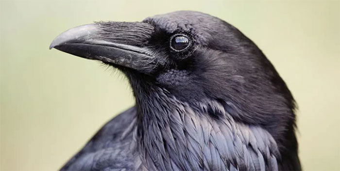 Crows are extremely intelligent.