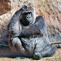 "Con khỉ đột cô đơn nhất thế giới" đã sống trong khu mua sắm Cage trong 30 năm