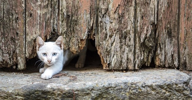 Khoa học lý giải khả năng "không tưởng" bí ẩn của loài mèo