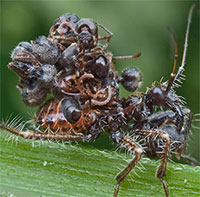 Loài bọ sát thủ vác xác côn trùng trên lưng để ngụy trang