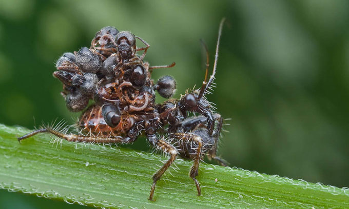 Loài bọ sát thủ vác xác côn trùng trên lưng để ngụy trang