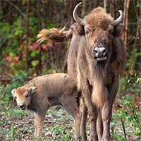 Bò rừng bison đầu tiên chào đời ở Anh sau 6.000 năm