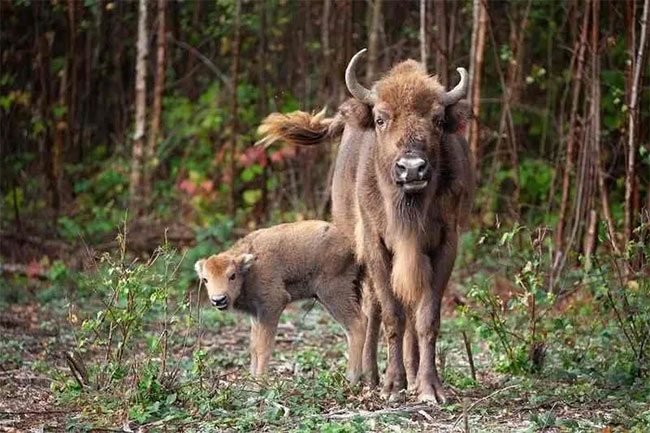 Bò rừng bison đầu tiên chào đời ở Anh sau 6.000 năm