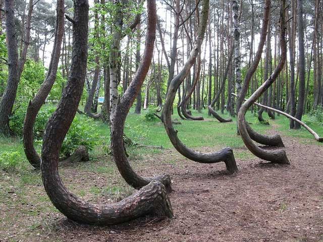 Khu rừng cây cong ở Ba Lan