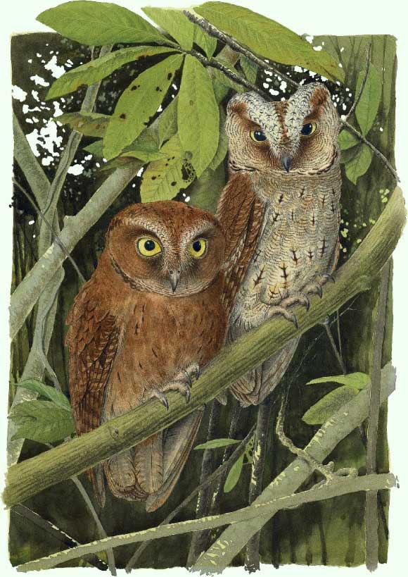 Phát hiện ra loài cú mèo Scops-Owl mới ở Châu Phi