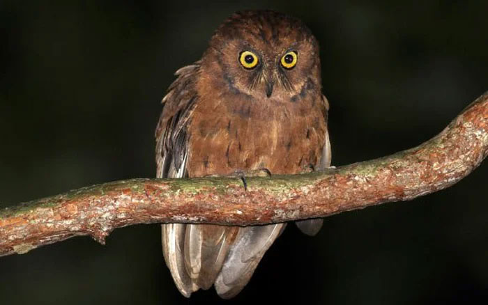 Phát hiện ra loài cú mèo Scops-Owl mới ở Châu Phi