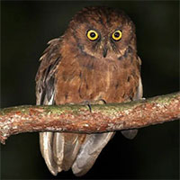 Phát hiện ra loài cú mèo Scops-Owl mới ở Châu Phi