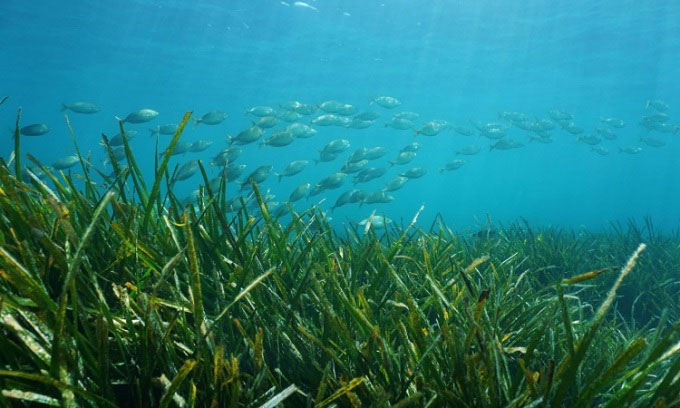 Phát hiện rừng cỏ biển lớn nhất thế giới