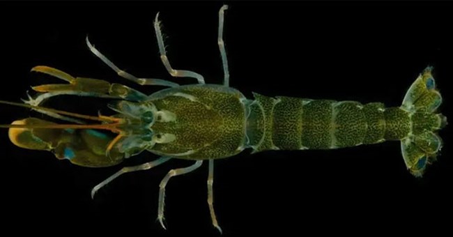 Sinh vật nặng 50g, phát ra âm thanh vượt xa động cơ phản lực: Bí mật nằm ở đâu?