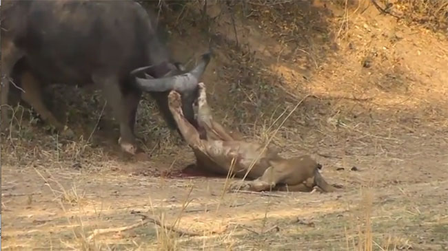 Video: Kinh hoàng khoảnh khắc sư tử bị trâu rừng húc đến bỏ mạng
