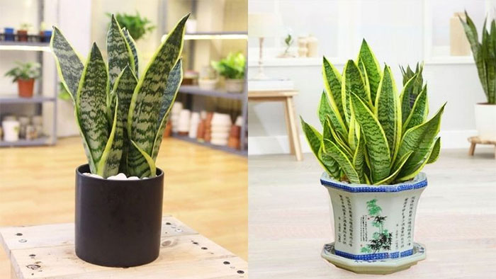 Cây lưỡi hổ là gì? Ý nghĩa phong thủy và lưu ý khi trồng cây
