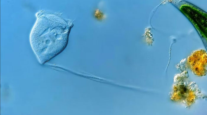 Legendrea loyezae nằm trong nhánh ciliates của eukarya. 