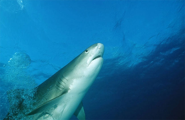 Các nhà khoa học sử dụng cá mập hổ để vẽ bản đồ đại dương