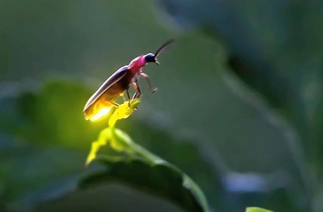 Top 10 loài nhỏ bé sở hữu khả năng săn mồi khiến hổ báo cũng phải nể đôi phần