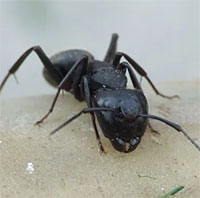 Tại  sao những con kiến cô đơn thường chết rất nhanh?
