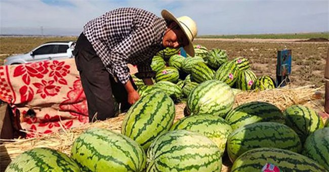 Vì sao dưa hấu mọc từ kẽ đá được ví như "mỏ bạc" nhưng tuyệt nhiên không ai dám nhân rộng?