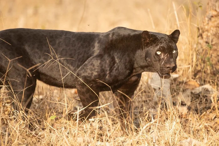 Những sự thật bất ngờ về loài báo đen - nguồn cảm hứng của nhân vật Black Panther