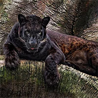 Những sự thật bất ngờ về loài báo đen - nguồn cảm hứng của nhân vật Black Panther