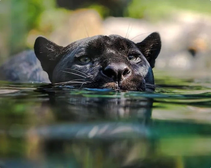 Những sự thật bất ngờ về loài báo đen - nguồn cảm hứng của nhân vật Black Panther