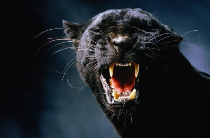 Những sự thật bất ngờ về loài báo đen - nguồn cảm hứng của nhân vật Black Panther