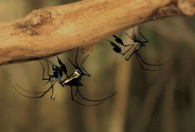Con Muỗi | Thế Giới Động Vật | Giải Đáp Thắc Mắc Cùng Voi TV | Tập 6 -  YouTube