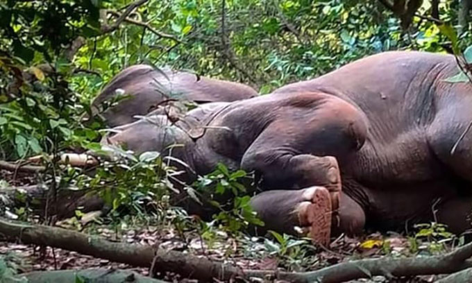  Một con voi ngủ trong rừng ở quận Keonjhar, bang Odisha. 