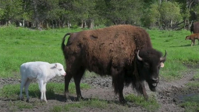 Vì sao bò rừng trắng được coi là biểu tượng thiêng liêng của bộ tộc Lakota?