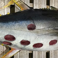 Vết cắn tròn xoe kỳ lạ và "tinh vi" trên cơ thể cá ngừ, thủ phạm hóa ra là "con quái vật" này
