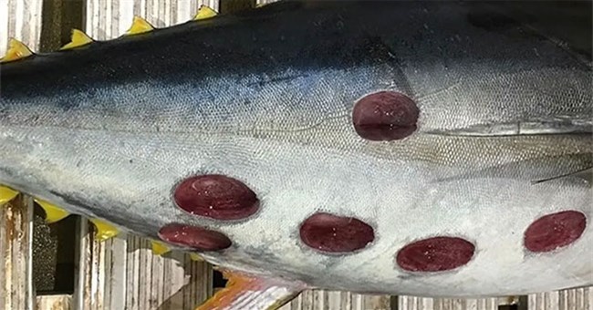 Vết cắn tròn xoe kỳ lạ và "tinh vi" trên cơ thể cá ngừ, thủ phạm hóa ra là "con quái vật" này