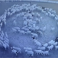 Video: Bí ẩn đàn cừu đi vòng tròn liên tục trong 12 ngày