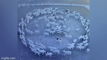 Video: Bí ẩn đàn cừu đi vòng tròn liên tục trong 12 ngày