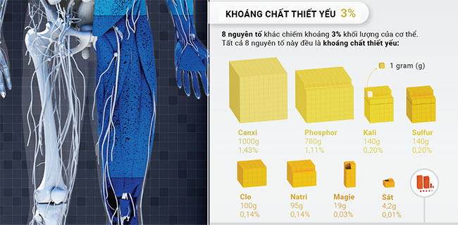 Cơ thể con người được tạo nên từ những nguyên tố nào?