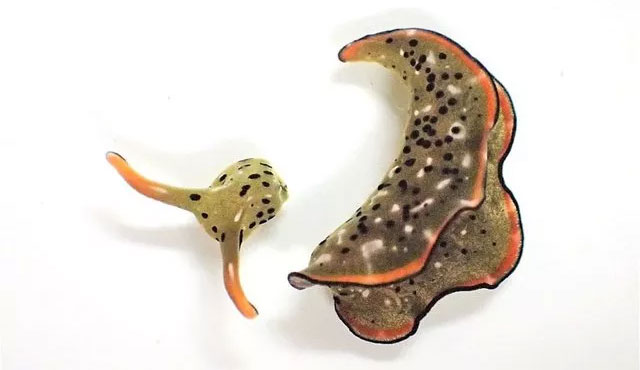 Top 5 loài vật sở hữu khả năng mà con người ai cũng muốn có