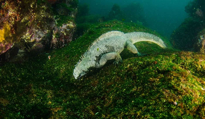 Kỳ nhông biển: Những con thằn lằn có vẻ ngoài giống như Godzilla