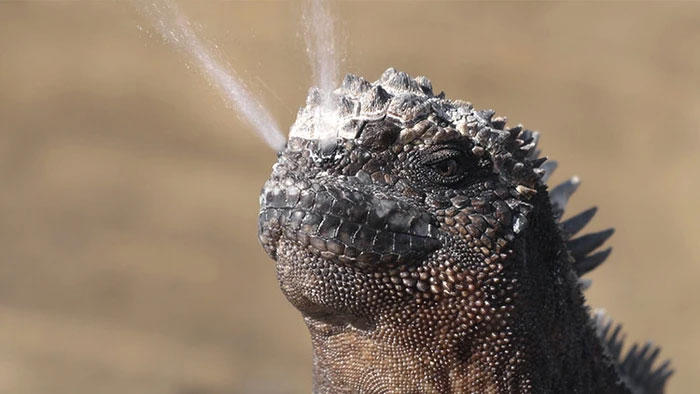 Kỳ nhông biển: Những con thằn lằn có vẻ ngoài giống như Godzilla