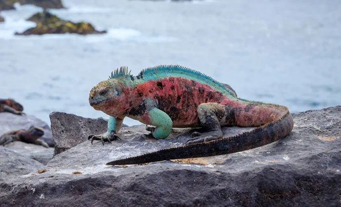 Kỳ nhông biển: Những con thằn lằn có vẻ ngoài giống như Godzilla