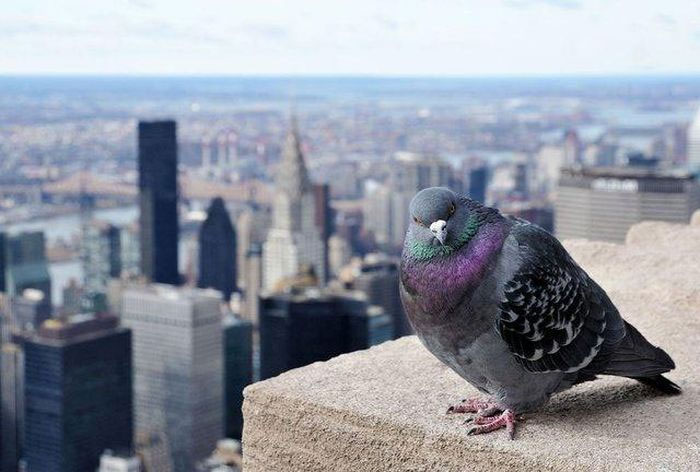Birds' lives have been significantly affected by urbanization.