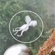 "Phượng hoàng trắng trong truyền thuyết" xuất hiện khiến dân mạng dậy sóng