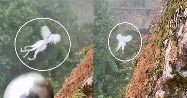 "Phượng hoàng trắng trong truyền thuyết" xuất hiện khiến dân mạng dậy sóng