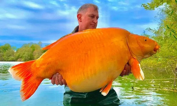 Cá vàng khổng lồ cắn câu ở Pháp