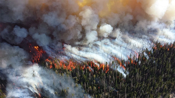 Hiện tượng cháy rừng tự nhiên có lẽ đã giúp tổ tiên chúng ta biết đến lửa