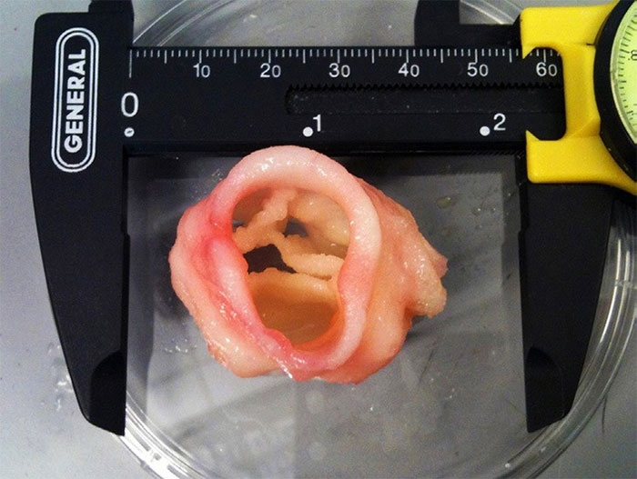  Phần van tim được in từ công nghệ in 3D sinh học. 
