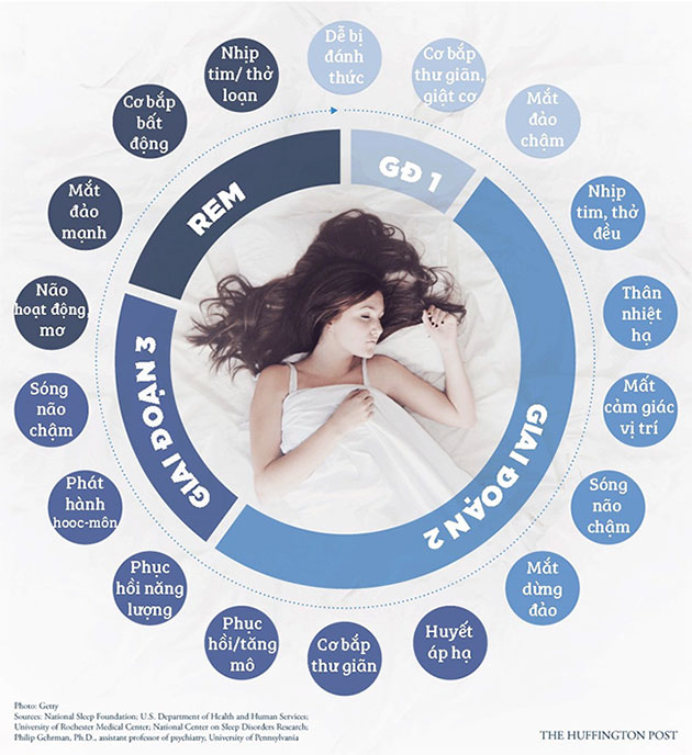 Đây là một chu kỳ giấc ngủ kéo dài 90 phút. Mỗi đêm, bạn thường trải qua 5 chu kỳ ngủ này.