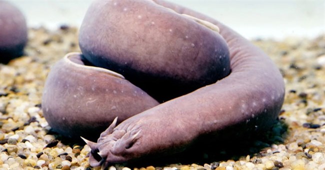 Sinh vật kỳ lạ có thể dễ dàng thoát khỏi hàm cá mập, bí mật nằm ở đâu?