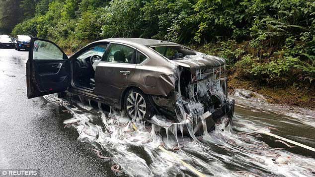Sinh vật kỳ lạ có thể dễ dàng thoát khỏi hàm cá mập, bí mật nằm ở đâu?