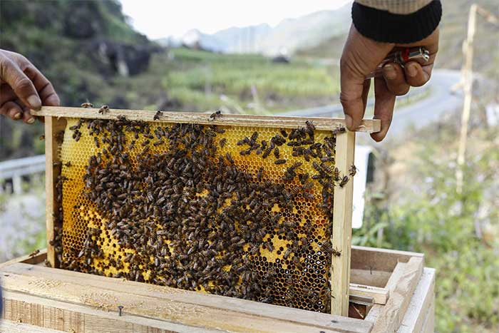 Trên thế giới hiện có hơn 20.000 loài ong và nước nào cũng có loài bản địa của mình