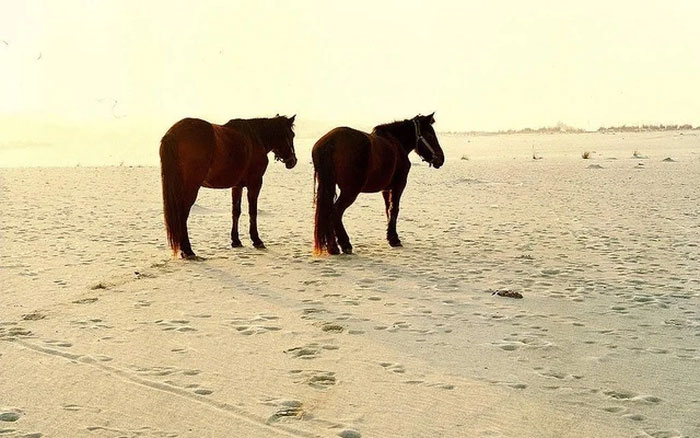 Đến đây, bạn có thể trải nghiệm cưỡi trên lưng ngựa dạo quanh sa mạc Giang Nam