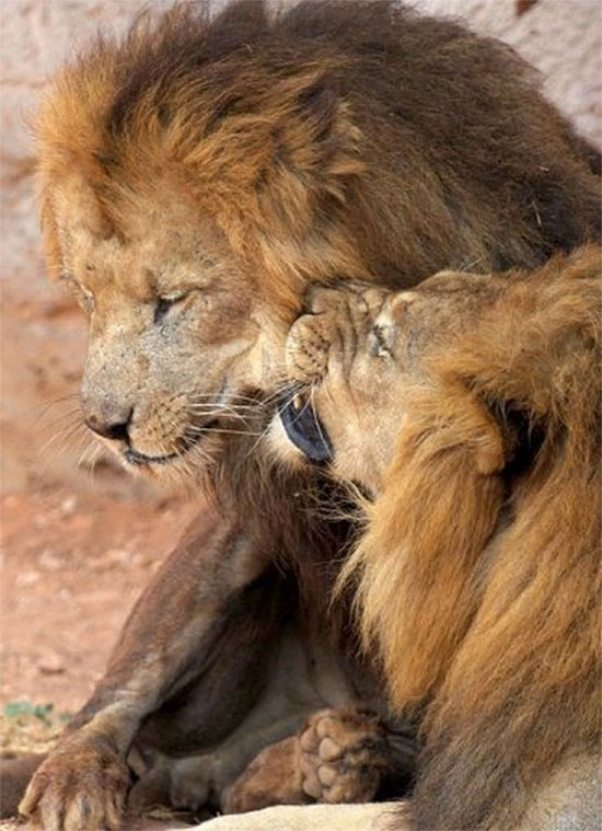  Loài này còn được gọi là Sư tử Ai Cập.