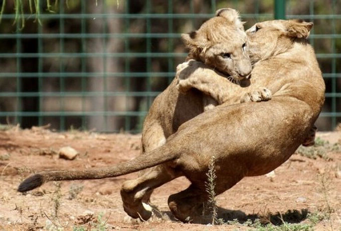  Hai chú sư tử Atlas con chơi đùa tại một vườn thú ở Morocco. 
