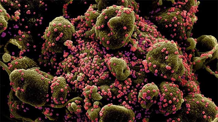 Phát hiện virus mới giống SARS-CoV-2 ở Trung Quốc